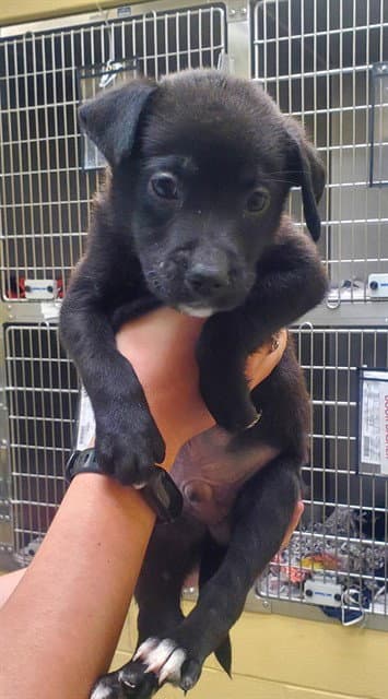 Henry - Labrador Retriever