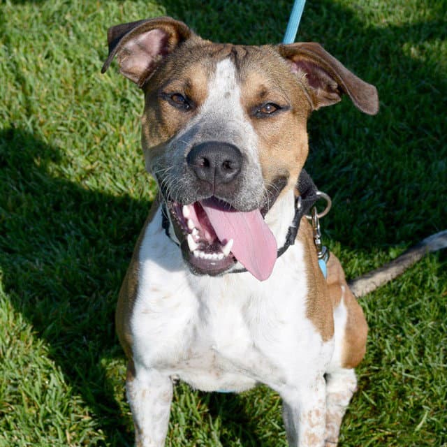 Jake - Australian Cattle Dog/Blue Heeler