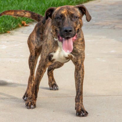 Max - Plott Hound