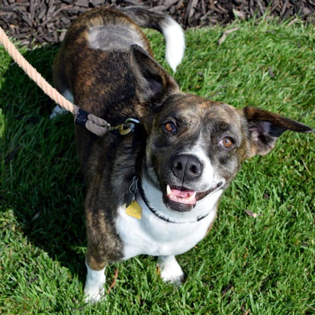 Mozzarella - Australian Cattle Dog/Blue Heeler