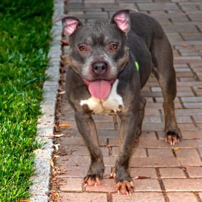 Allegra - Pit Bull Terrier