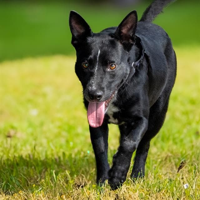 Riley - Australian Cattle Dog/Blue Heeler