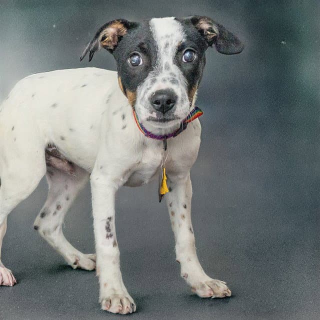 Snoopy - Australian Cattle Dog/Blue Heeler