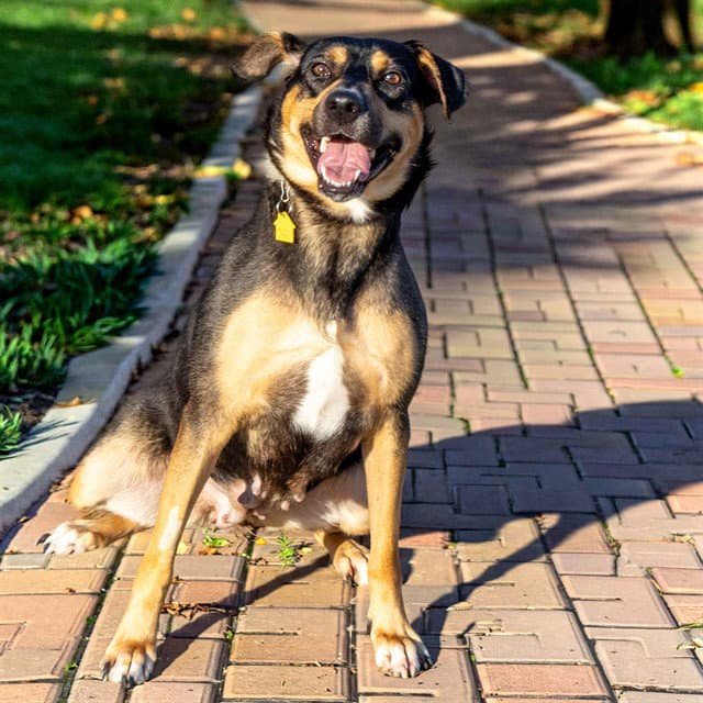 Athena - Black and Tan Coonhound