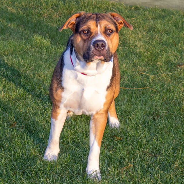 Tech - Pit Bull Terrier
