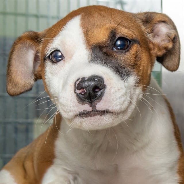 Brielle - Pointer