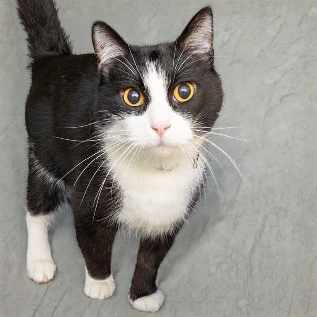 Kissifer - Domestic Short Hair
