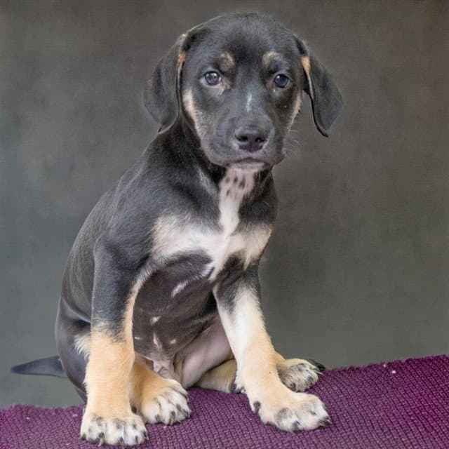 Dakota - Labrador Retriever