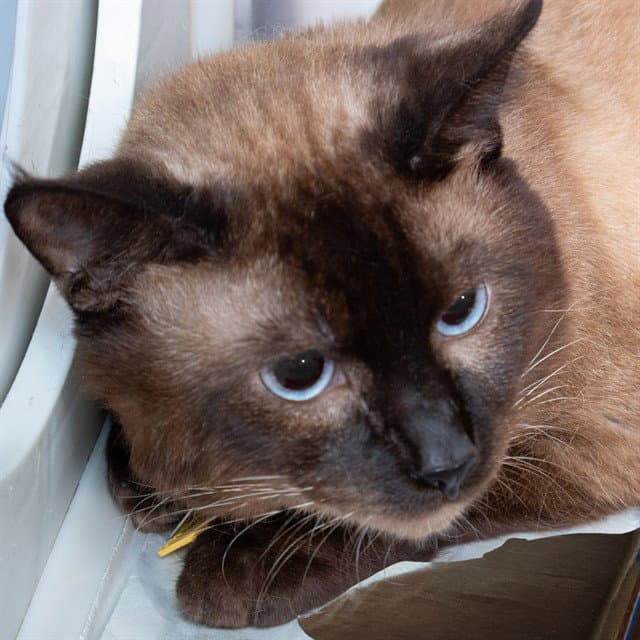 Sammy - Siamese