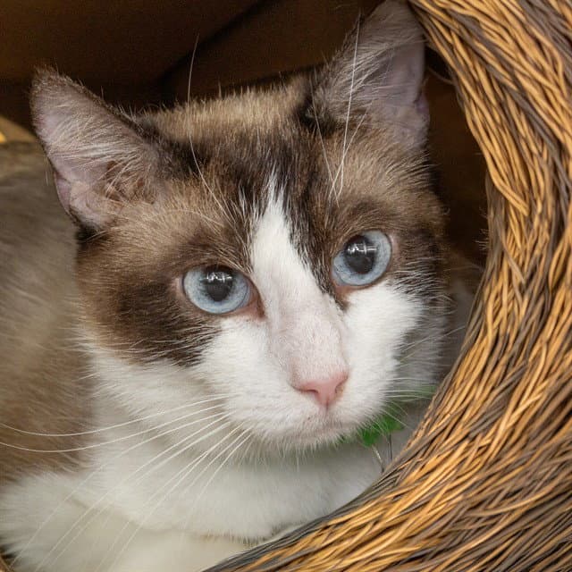 Pearl - Snowshoe