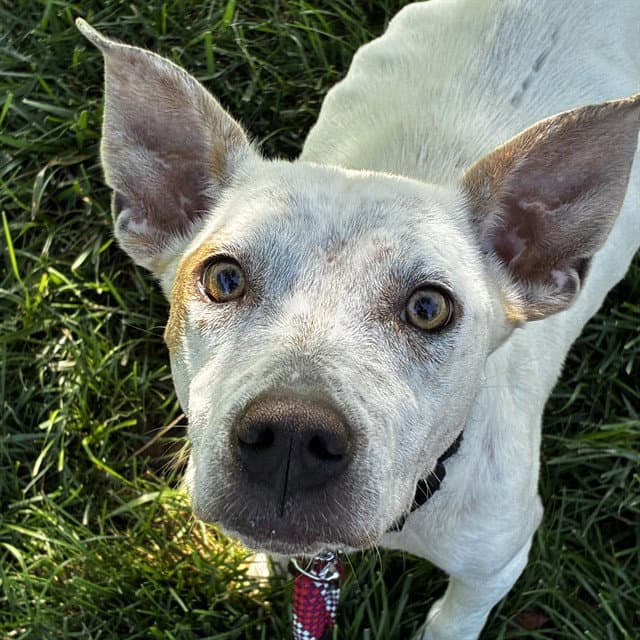 Rose - Australian Cattle Dog/Blue Heeler