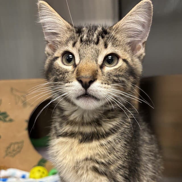 Travis - Domestic Short Hair
