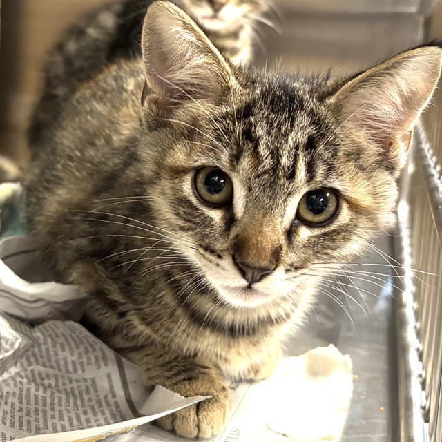 Taylor - Domestic Short Hair