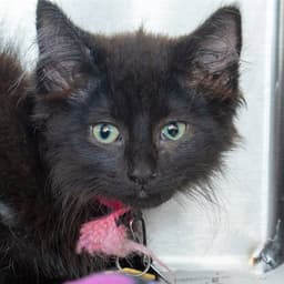Paloma image 1