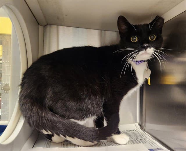 Milkshake - Domestic Short Hair