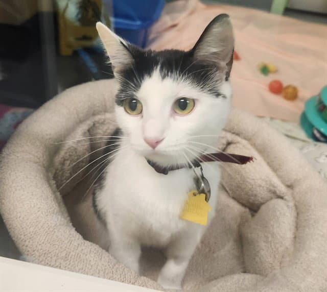 Peanut - Domestic Short Hair