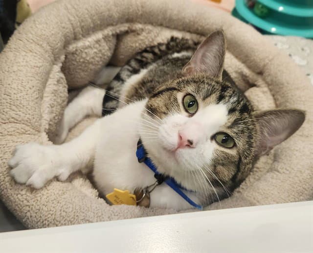 Reggie - Domestic Short Hair