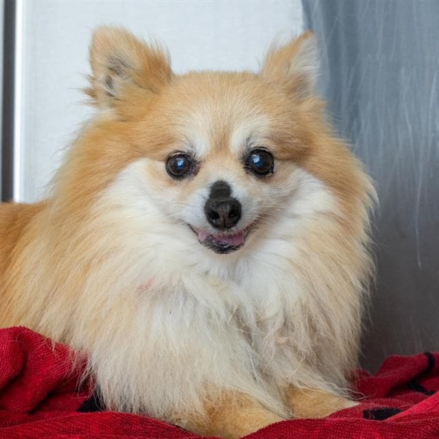 Johnny - Pomeranian