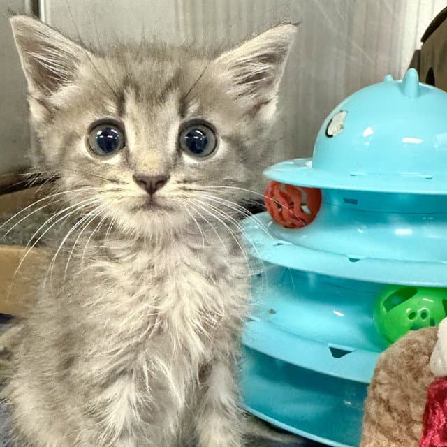 Et - Domestic Short Hair