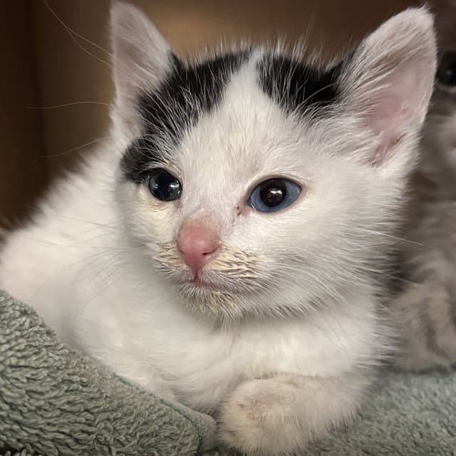 Gertie - Domestic Short Hair