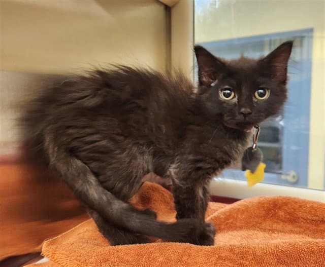 Pinot - Domestic Medium Hair