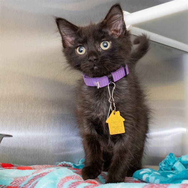 Pinot - Domestic Medium Hair