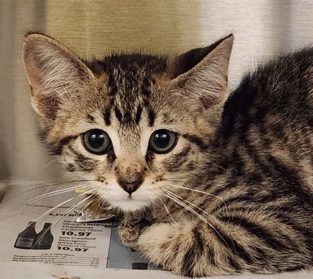 Cinnamon - Domestic Short Hair
