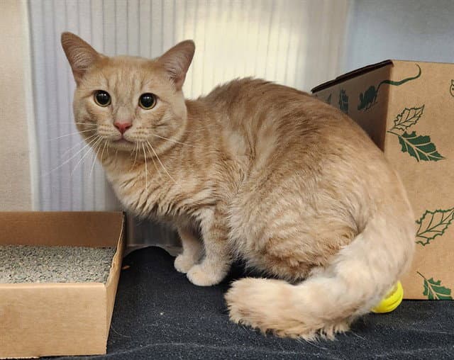 Canaan - Domestic Short Hair