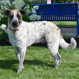 Colby image 1