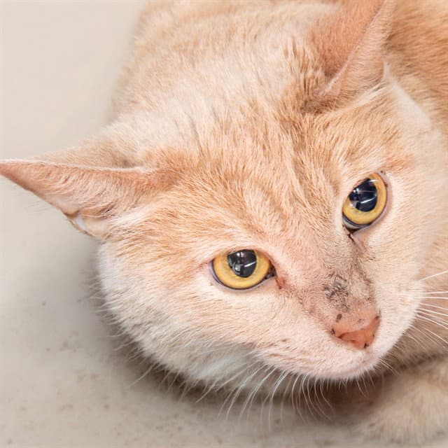 Belle - Domestic Short Hair
