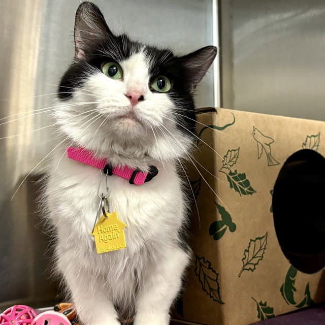 Amora - Domestic Medium Hair