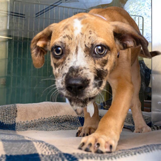 Suzuki - Catahoula Leopard Dog