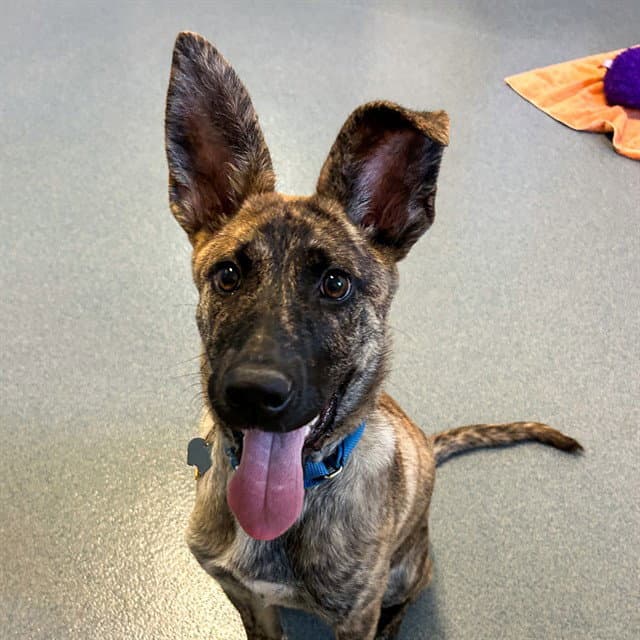 Cola - Dutch Shepherd