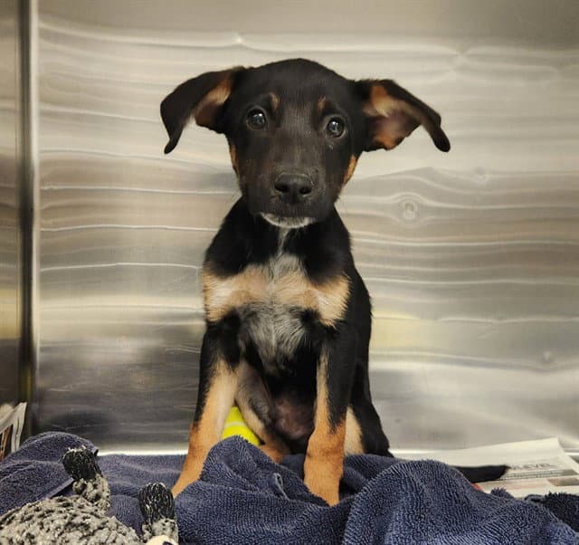 Ice Cube - Australian Cattle Dog/Blue Heeler