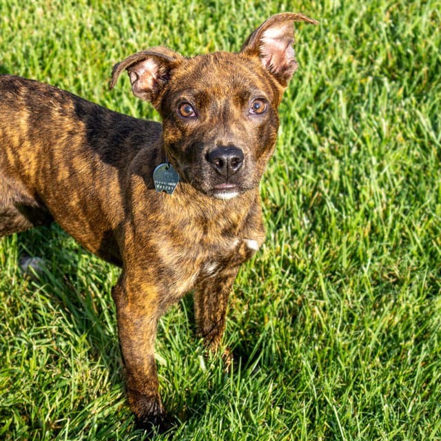 Crinkle Cut Fry - Pit Bull Terrier