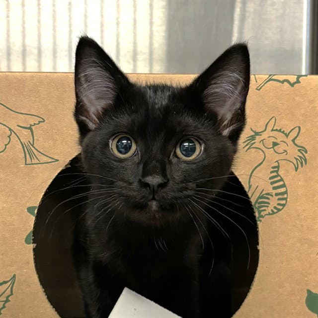 Cerberus - Domestic Short Hair