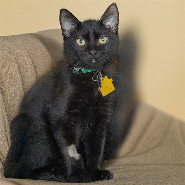 Cerberus - Domestic Short Hair