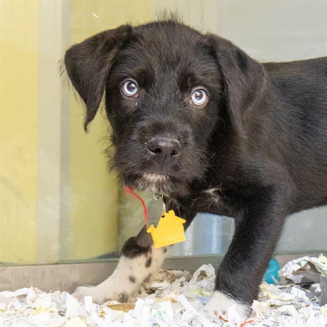 Hulk - Labrador Retriever