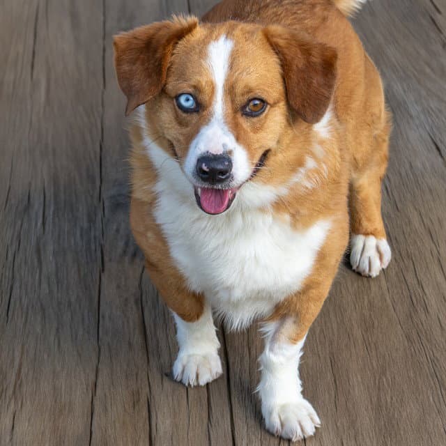 Scherzer - Pembroke Welsh Corgi