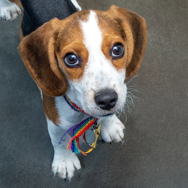 Tatum - Beagle