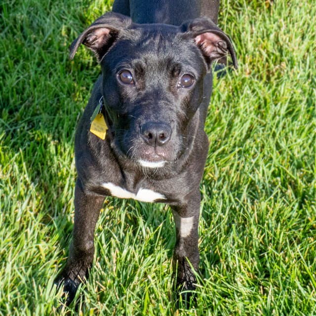 Raven - Pit Bull Terrier