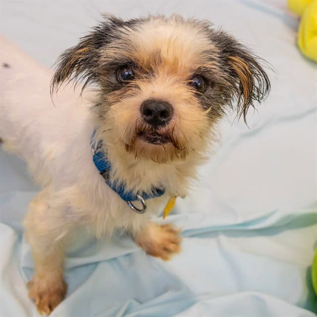 Chase - Shih Tzu