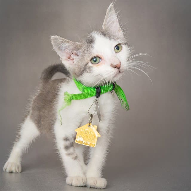 Pablo - Domestic Short Hair