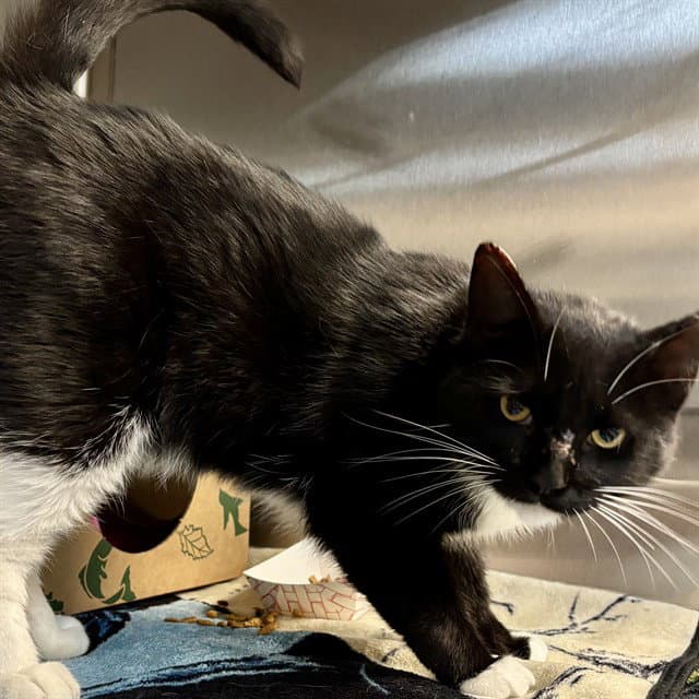 Affogato - Domestic Short Hair