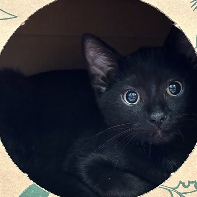 Chimera - Domestic Short Hair