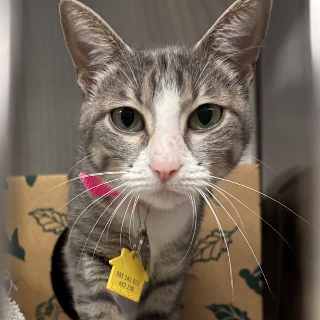Tabs - Domestic Short Hair