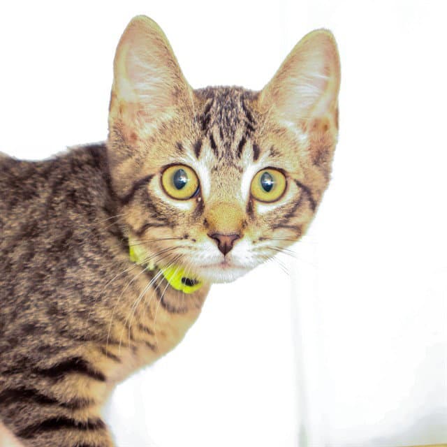 Checkers - Domestic Short Hair