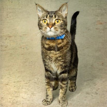 Jo - Domestic Short Hair