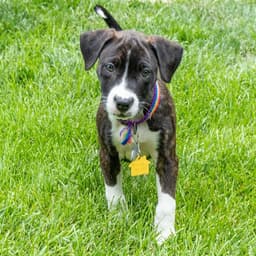 Bailey image 1