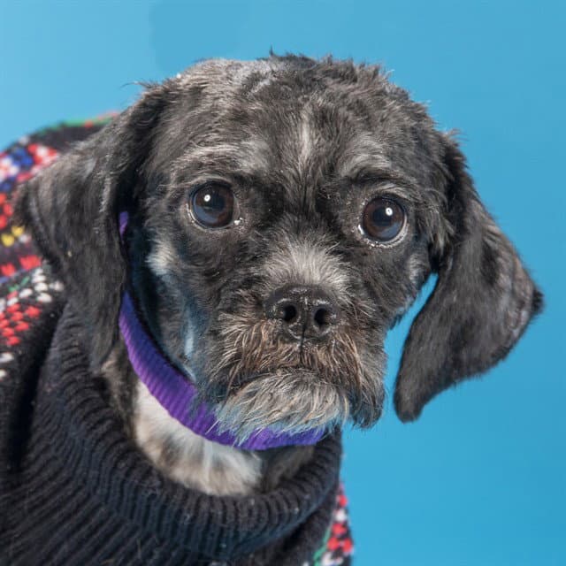 Hala - Shih Tzu